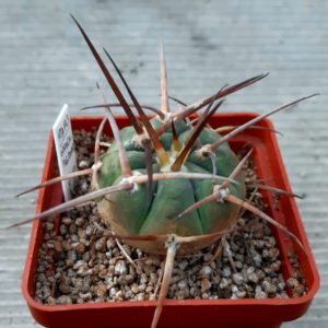 Gymnocalycium cardenasianum 'pseudoarmatum' HTH143 Iscayachi to El Puente, junction for Tomayapo / Obispo, Tarija Bol