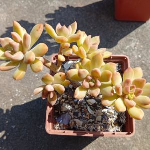 Sedum Gospo