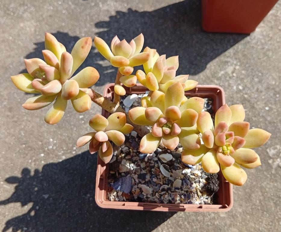 Sedum Gospo