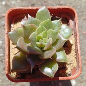 Echeveria Green Spring ( hybr Ermak Olga)