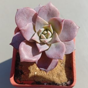 Graptoveria Milky Way