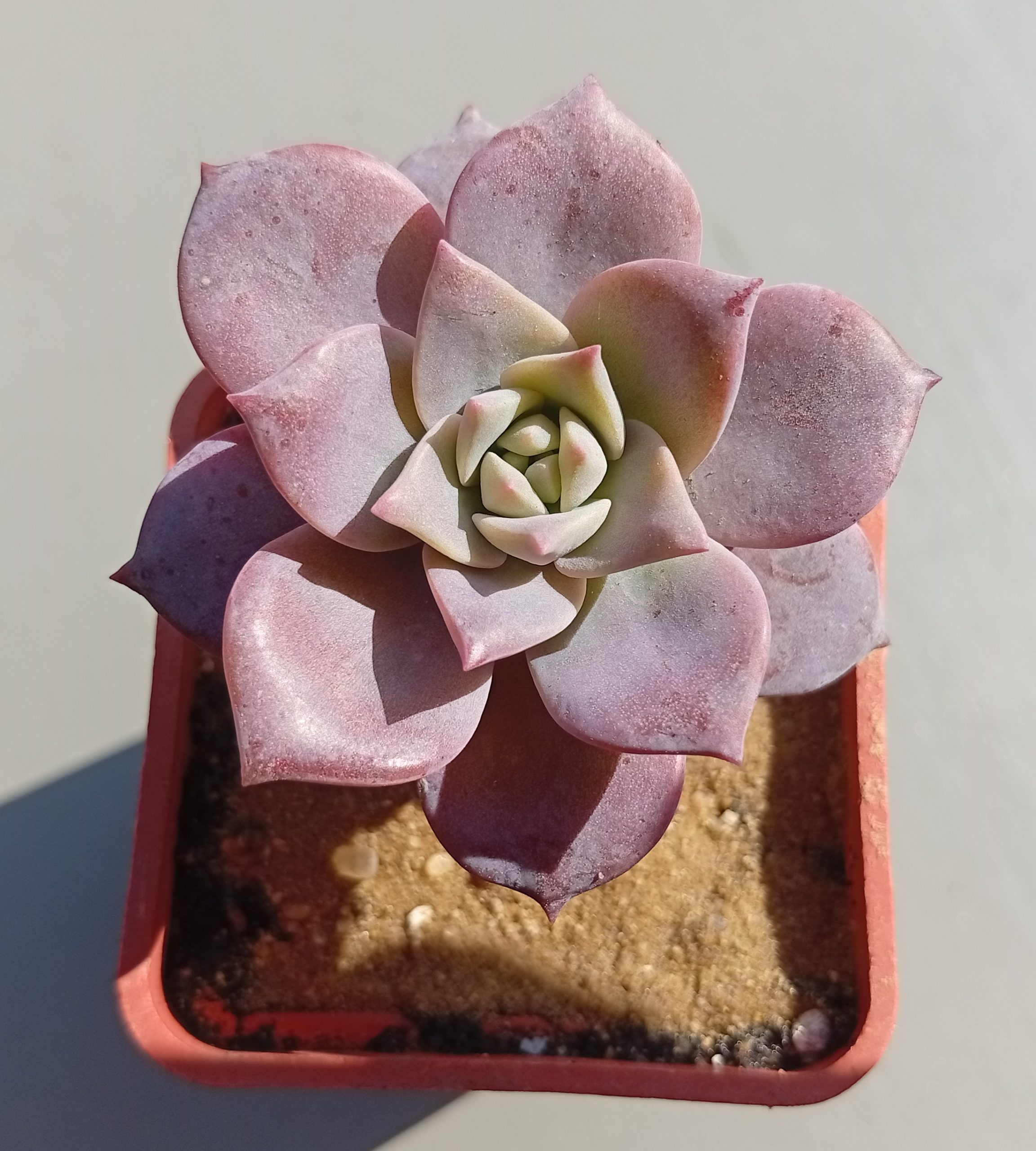 Graptoveria Milky Way