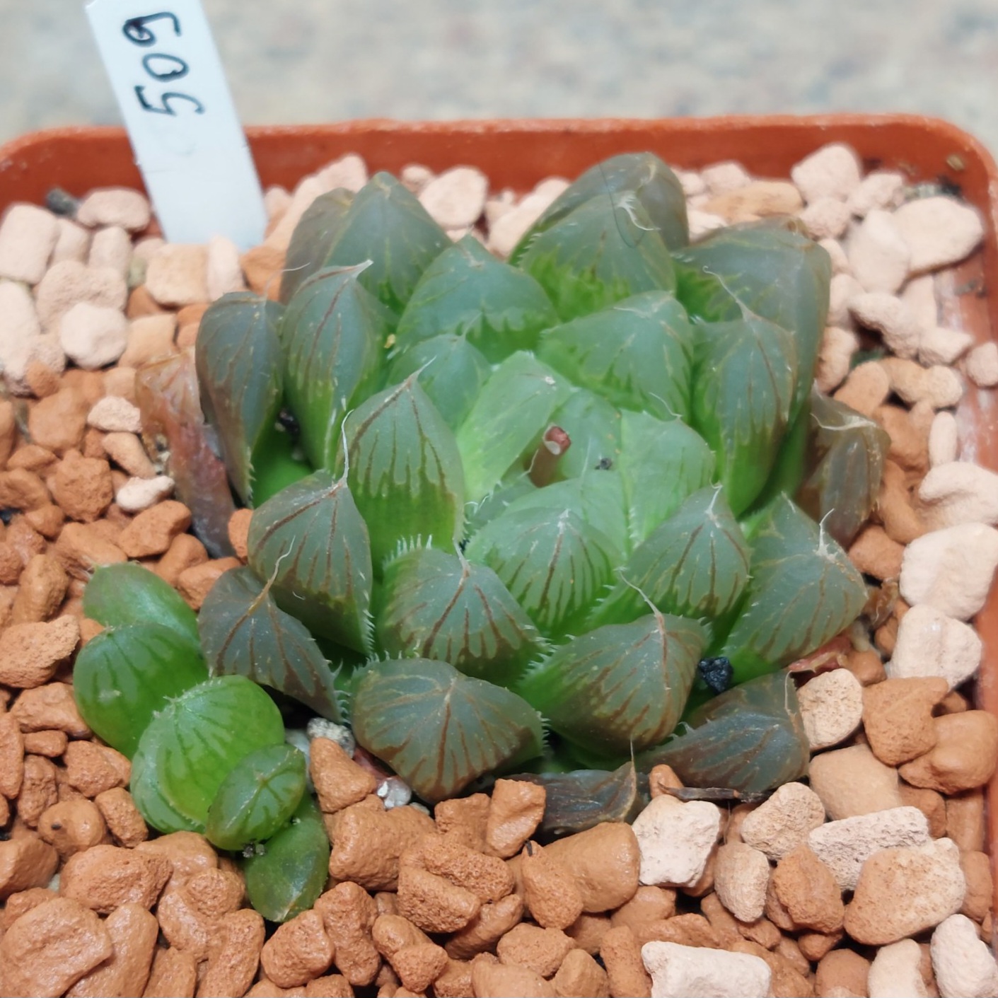 509 Haworthia cooperi