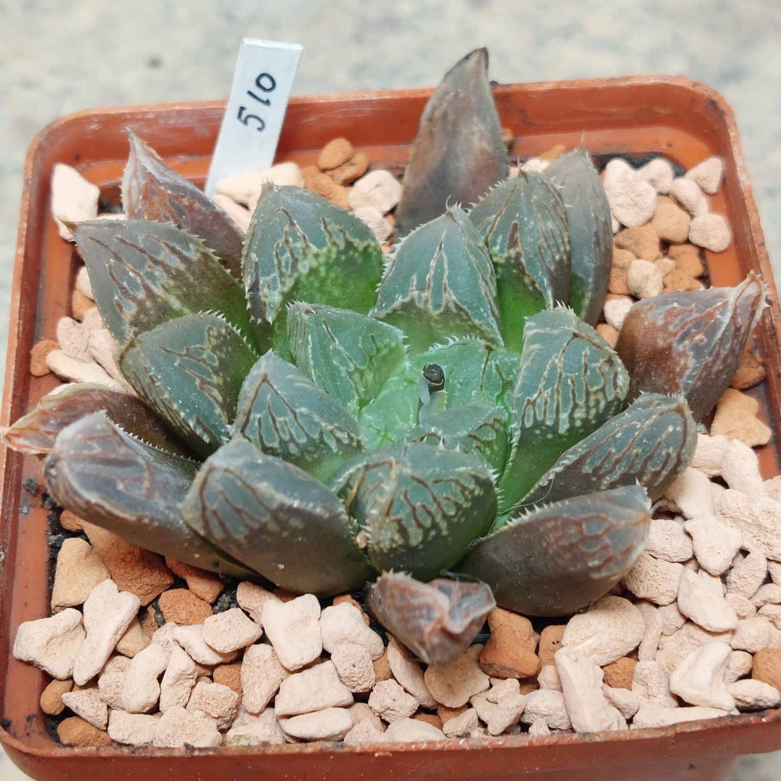 510 Haworthia cooperi x 'Kegazato'