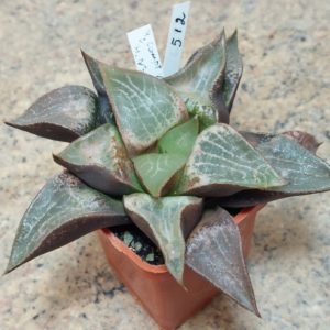 512 Haworthia comptoniana x retusa