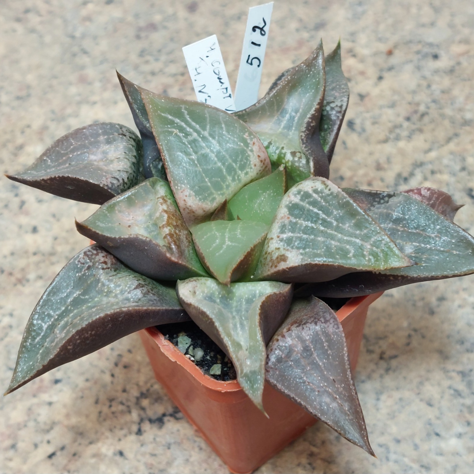 512 Haworthia comptoniana x retusa