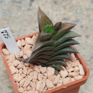 522 Haworthia viscosa