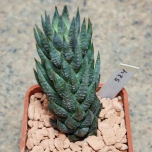 524 Haworthia glauca