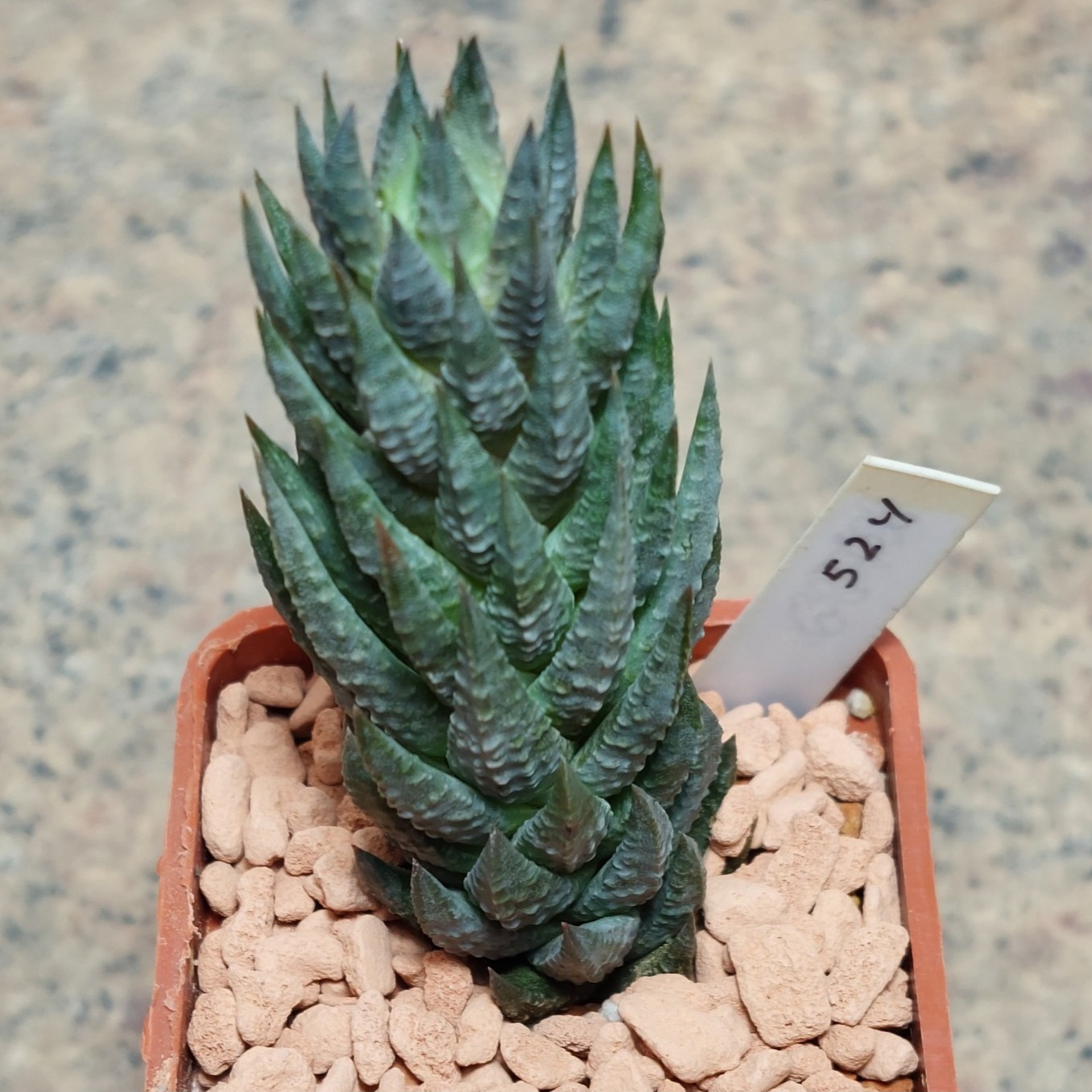 524 Haworthia glauca