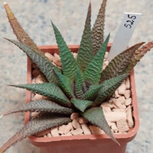 525 Haworthia limifolia x scabra