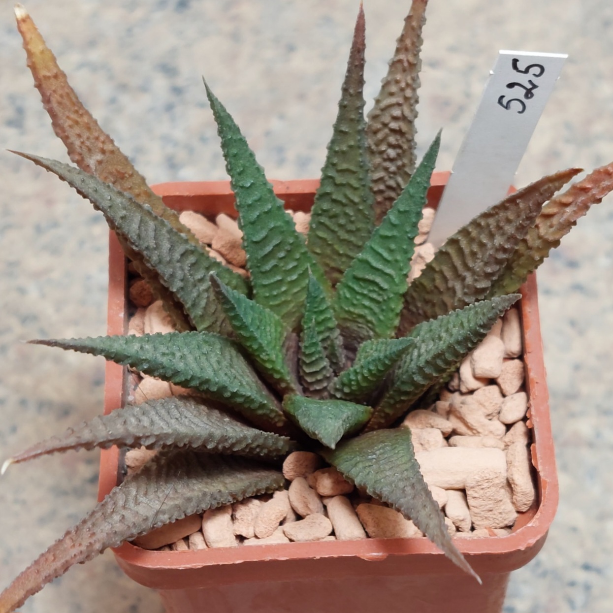 525 Haworthia limifolia x scabra