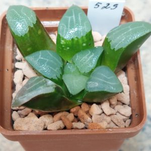 529 Haworthia bayeri -Japan-