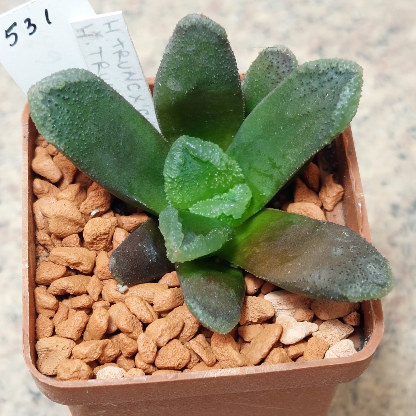 531 Haworthia truncata nybrid
