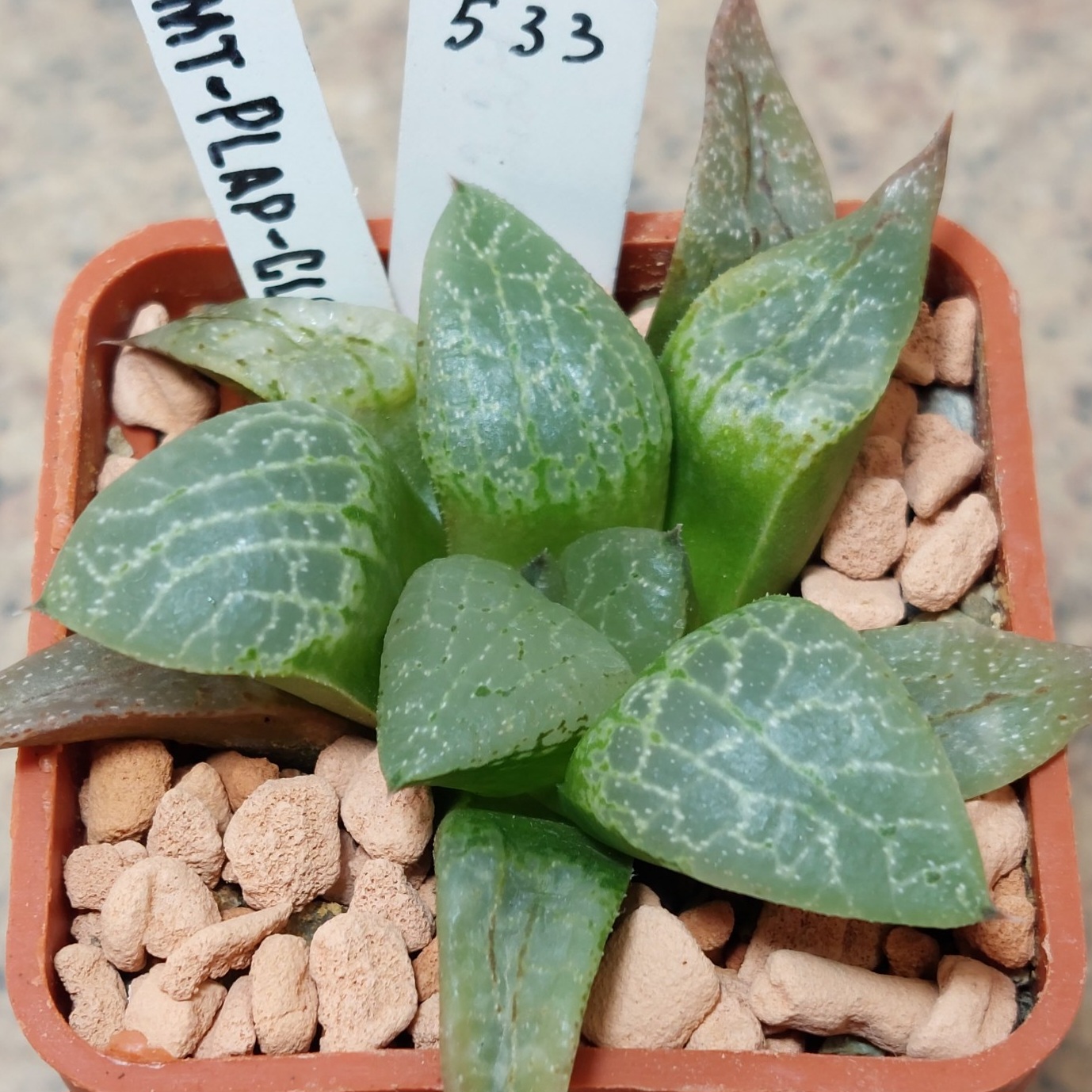 533 Haworthia comptoniana -Plap-