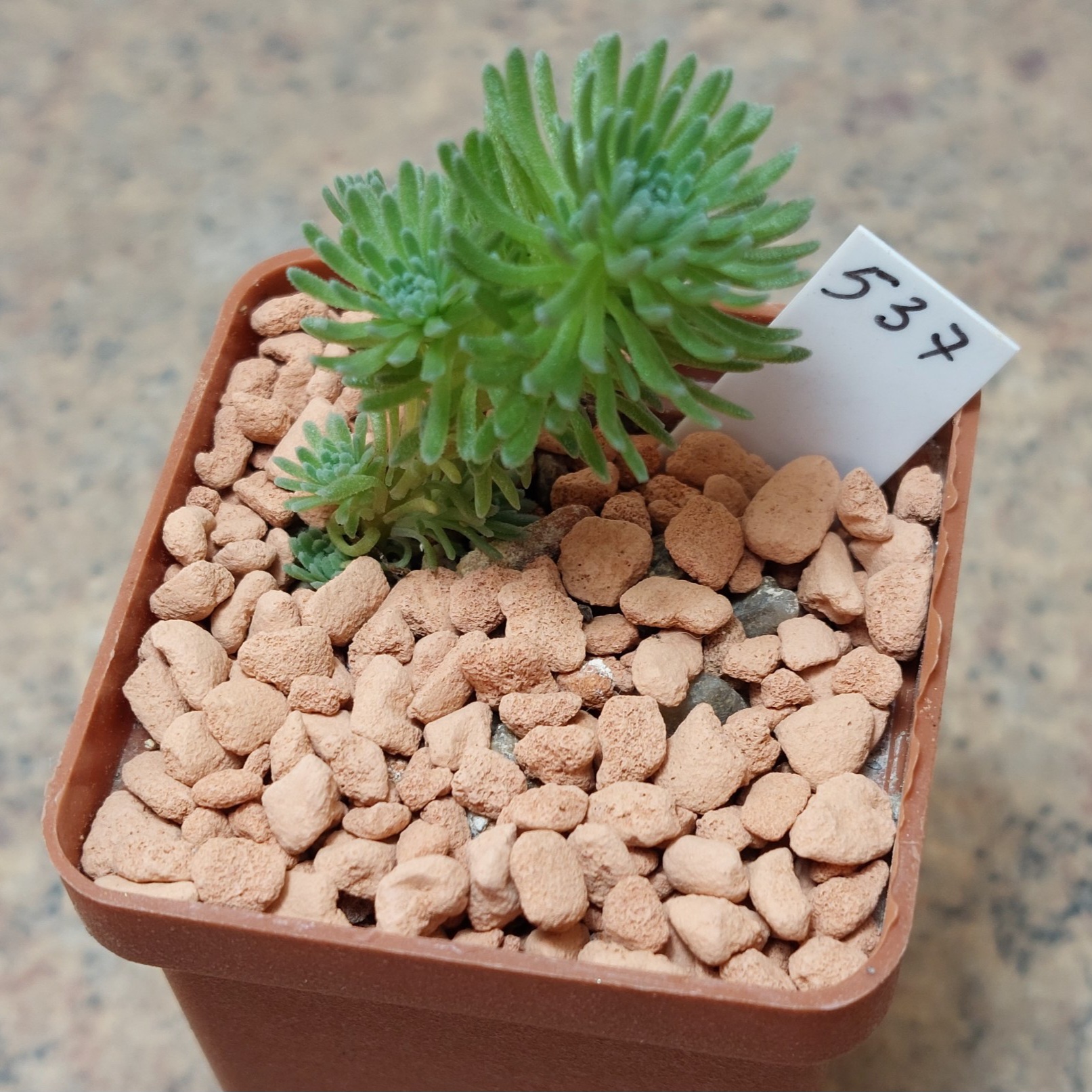 537 Sedum multiceps