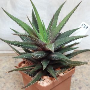 539 Haworthia attenuata f.variegata