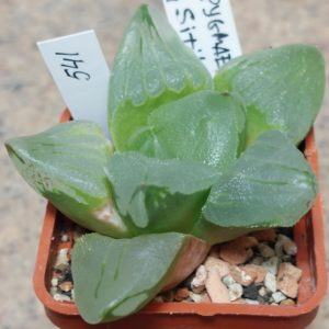 541 Haworthia pygmaea mutant 'Ice City'