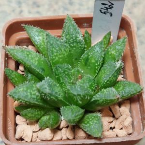 542  Haworthia herbacea hybrid