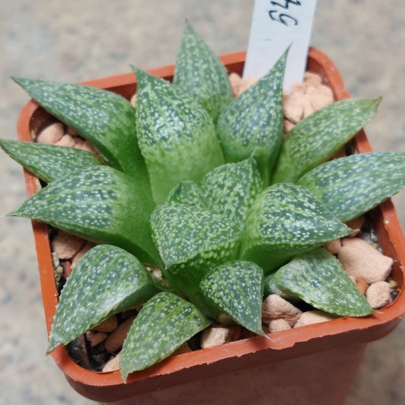546 Haworthia obtusa x picta F2 seedling