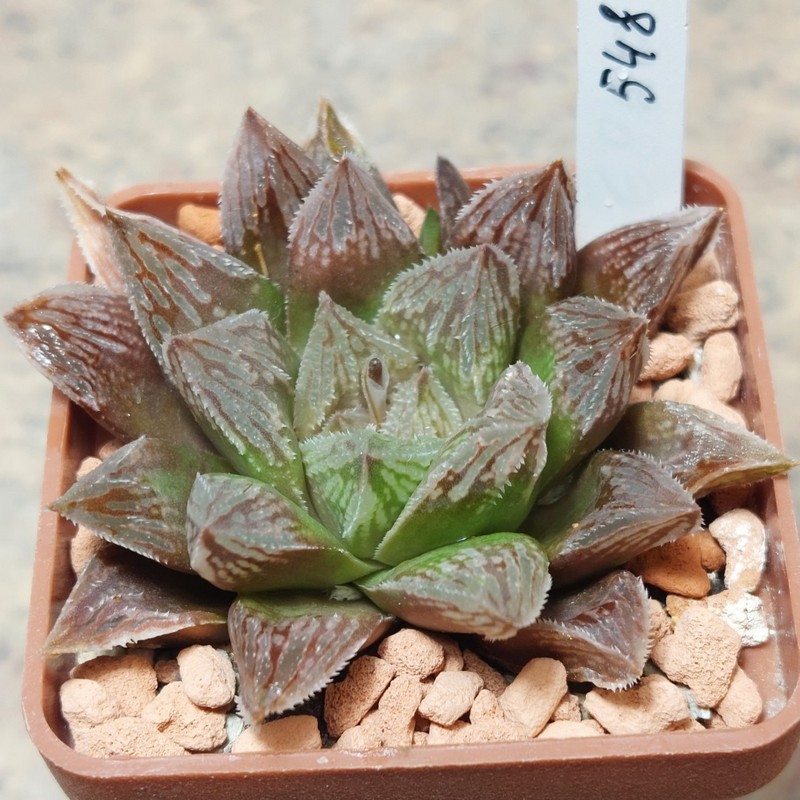 548 Haworthia 'Sugar Candy' x 'Kegazato'