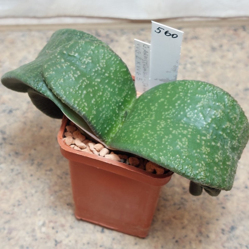 560 Gasteria armstrongii -Japan- VVG2 x VVG3