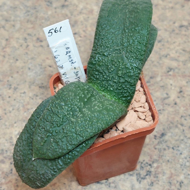 561 Gasteria armstrongii -Japan- VVG2 x VVG3