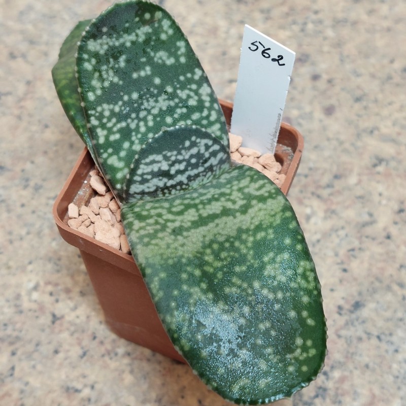 562 Gasteria pilansii hybr