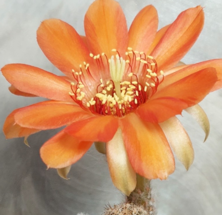 567 Chamaecereus silvestrii hybrid