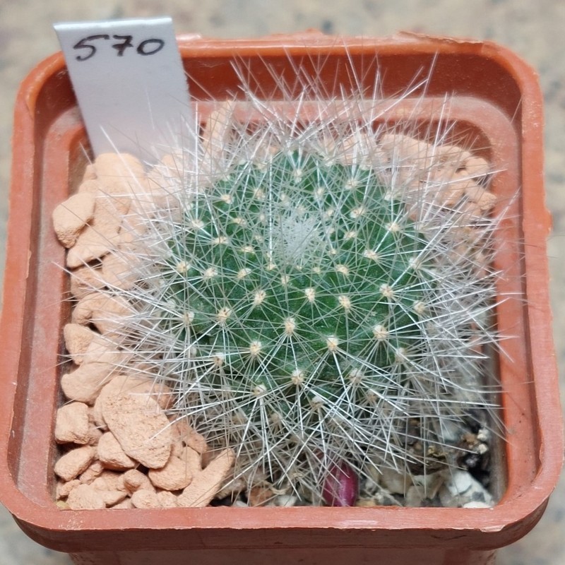 570 Rebutia senilis