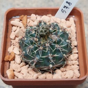 578 Gymnocalycium erinaceum v. paucisquamosum