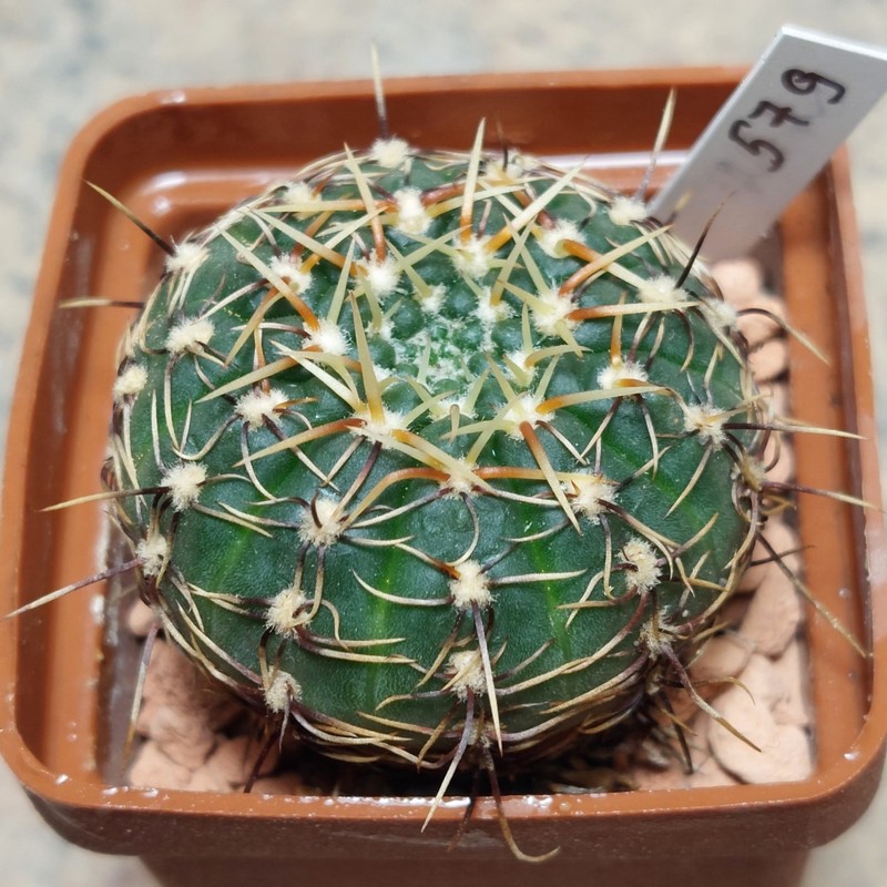 579  Gymnocalycium erinaceum v.paucisqamosum