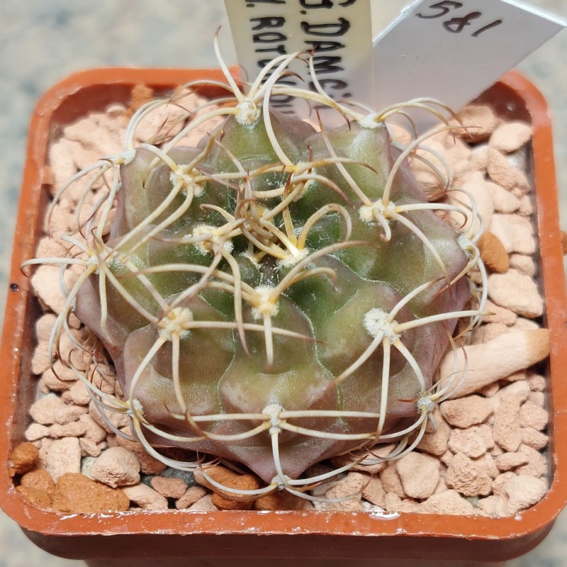 581 Gymnocalycium damsii v. rotundulum
