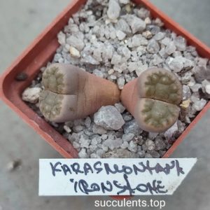 karasmontana Ironstone