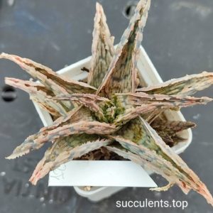 aloe mix 12