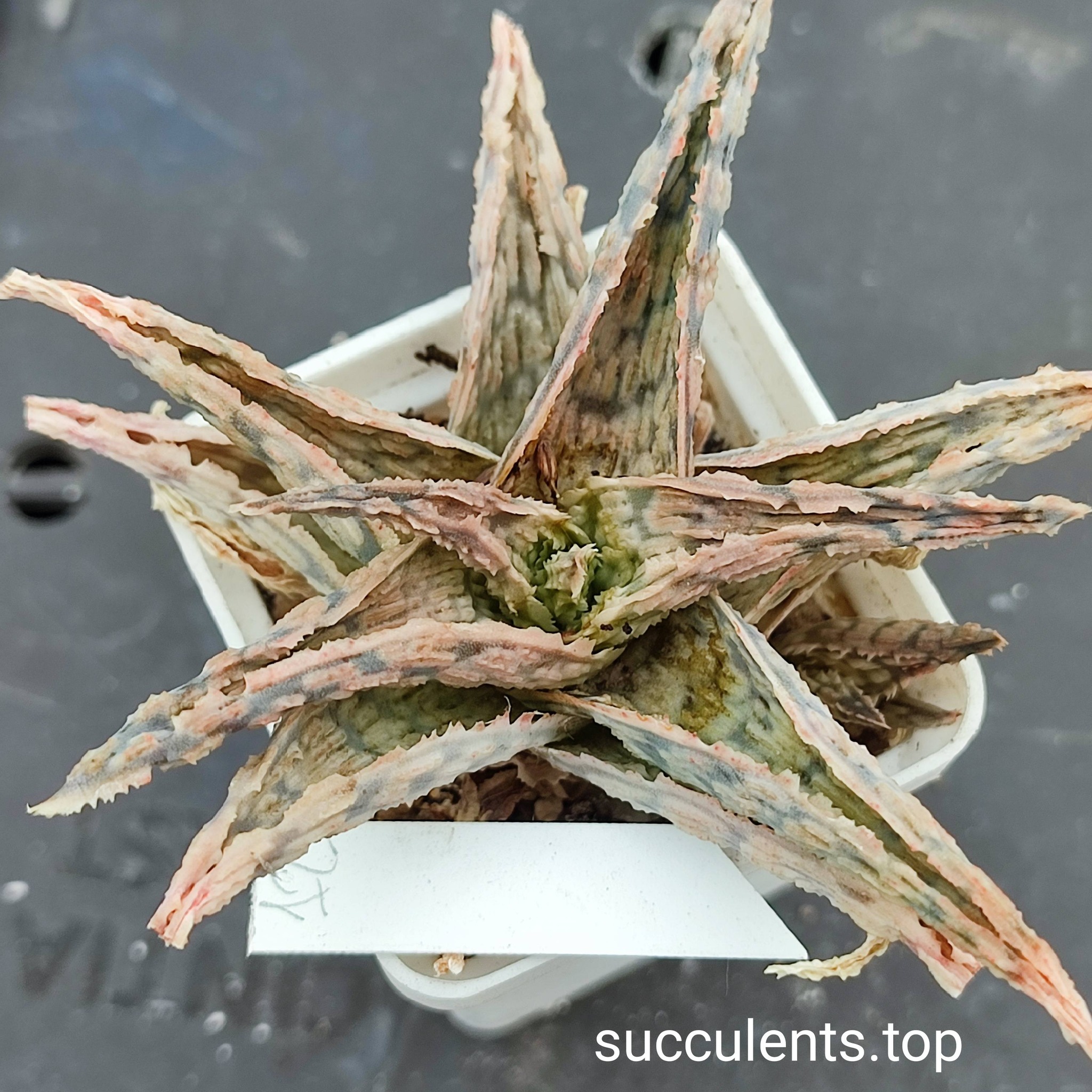 aloe mix 12