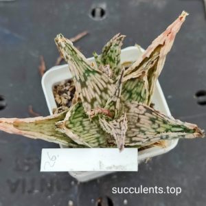 aloe mix 26
