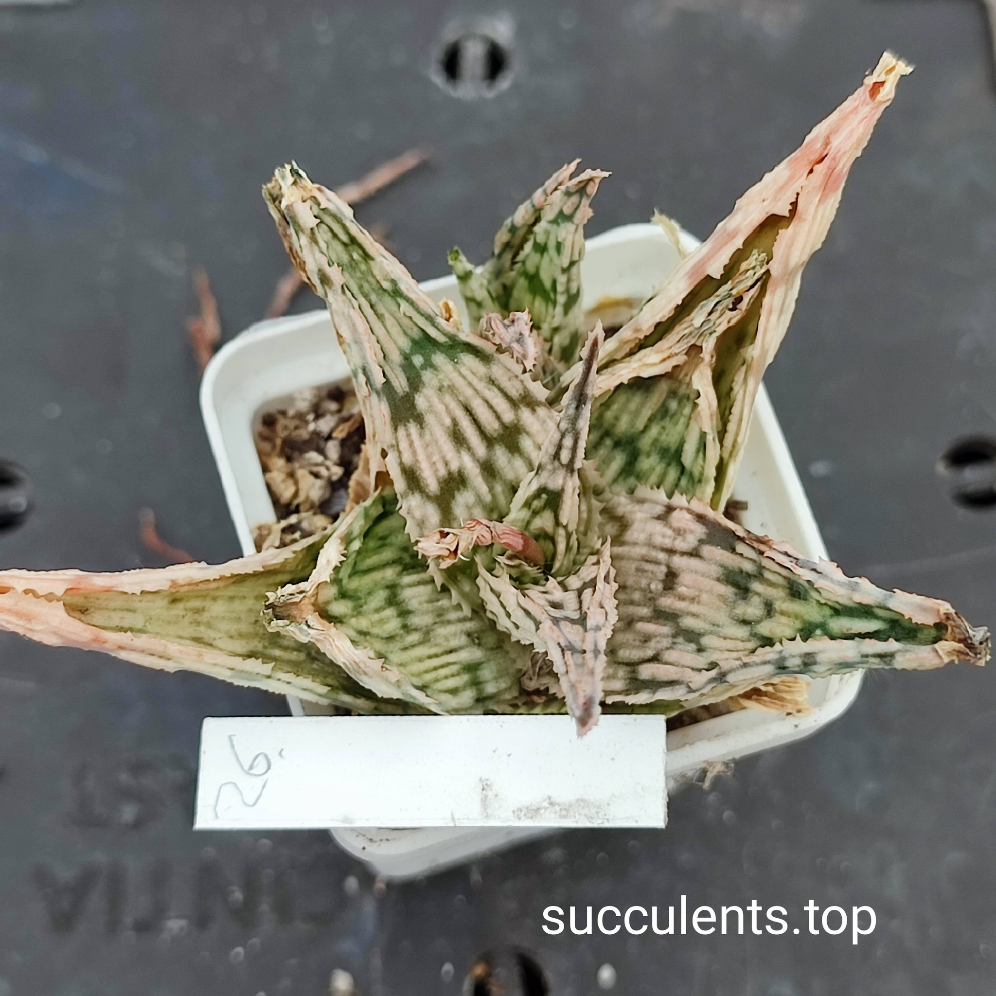 aloe mix 26