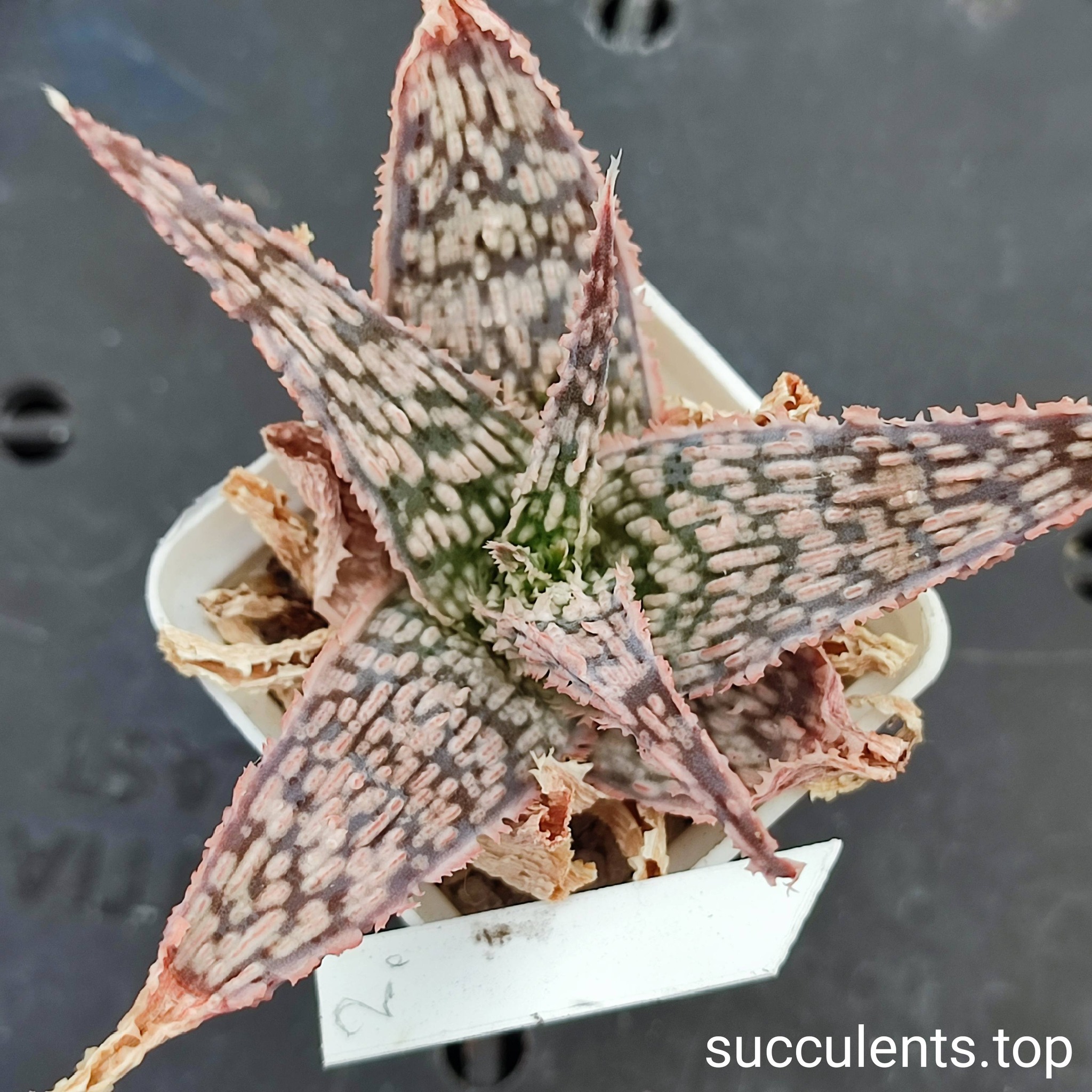 aloe mix 2