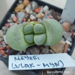 lithops meyeri Vlak Myn