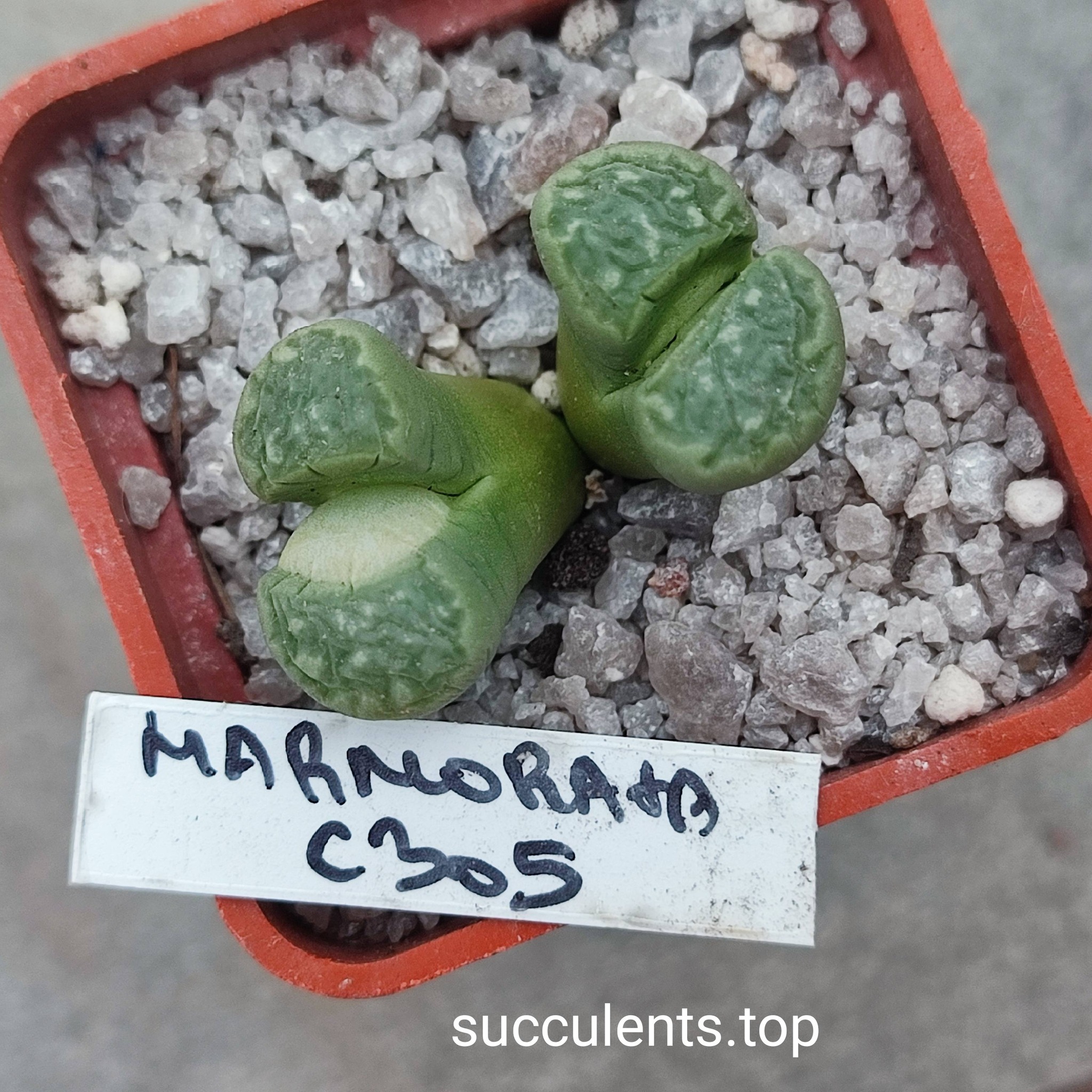 loithops marmorata C305