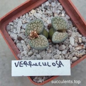lithops verruculosa