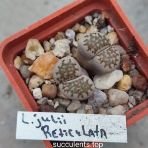lithops julii reticulata