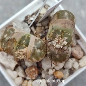 lithops dorothea