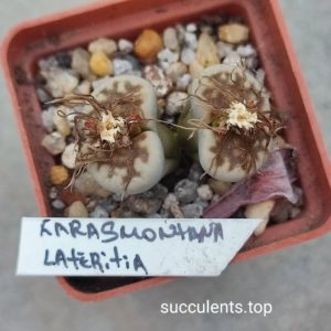 lithops karasmontana lateritia