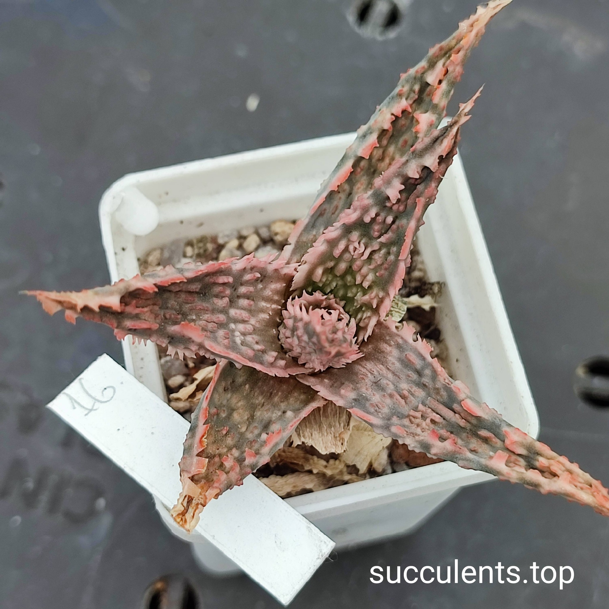 aloe mix 16