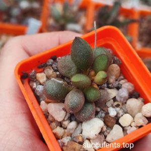 adromischus marianiae little sphleroid