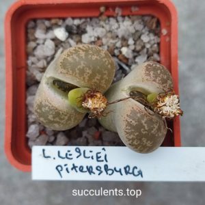 lithops lesliei Pitersburg