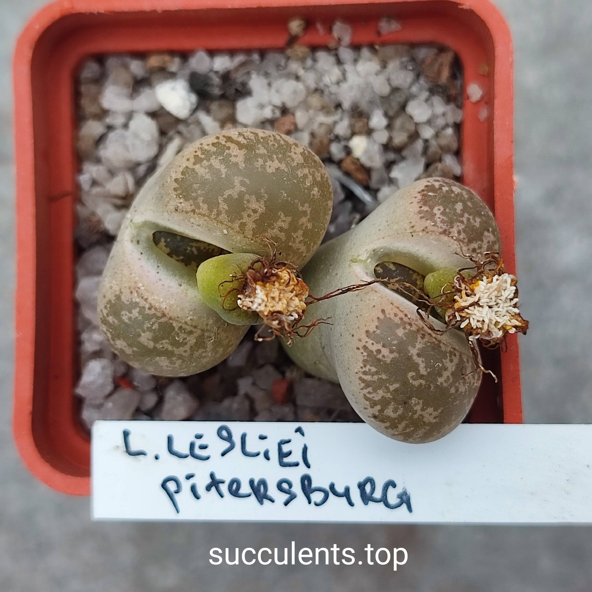 lithops lesliei Pitersburg