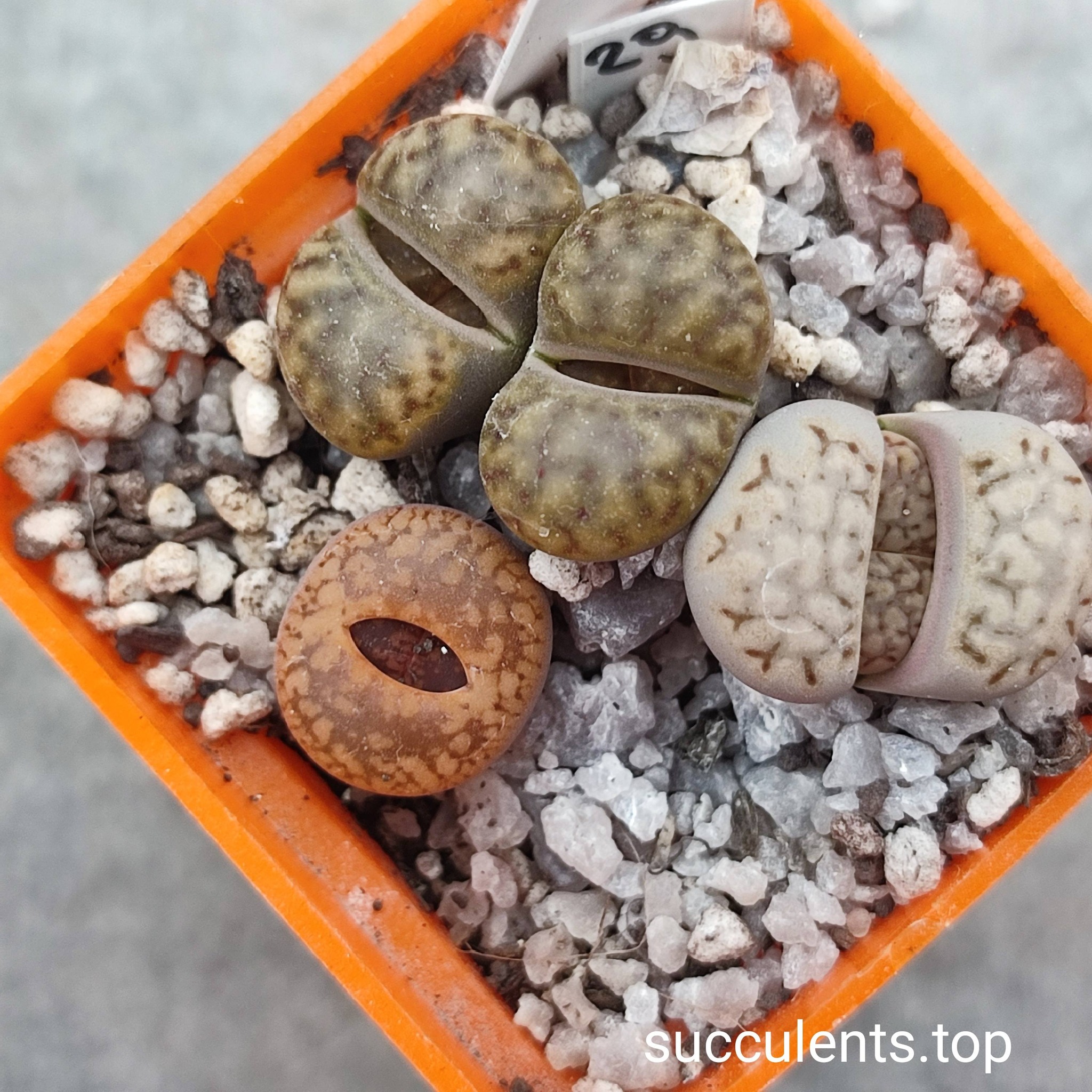 lithops mix 29