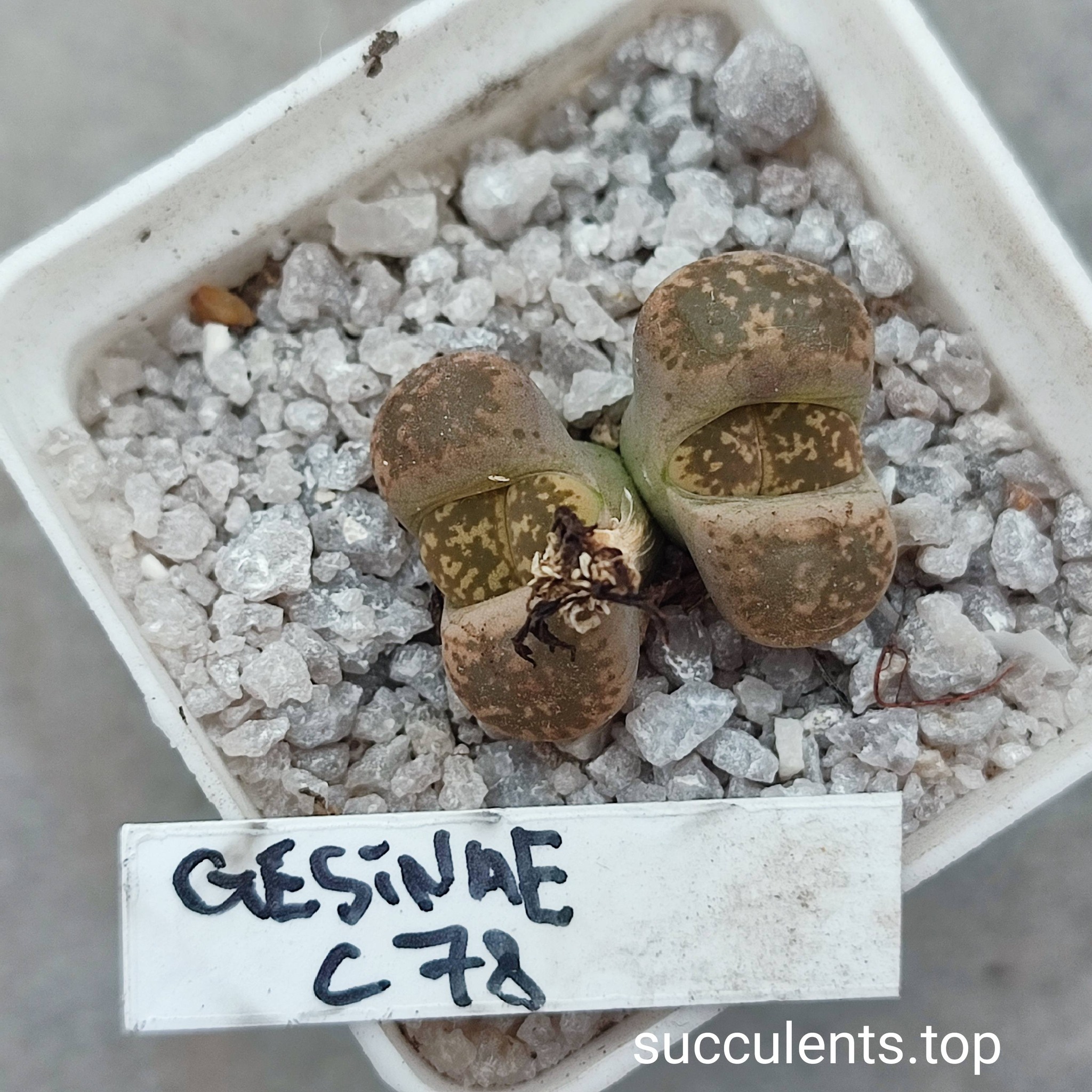 lithops gesinae C78